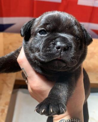 Staffordshire Bull Terrier