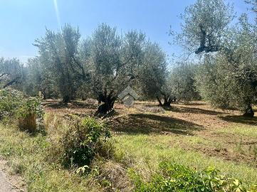 TER. RESIDENZIALE A MONTEFIASCONE