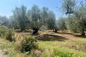 TER. RESIDENZIALE A MONTEFIASCONE