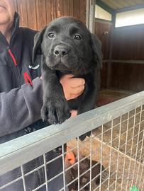 Labrador neri e marroni con pedigree
