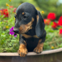 Cucciola bassotto tedesco pedigree Enci