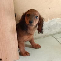 Cuccioli bassotto a pelo lungo