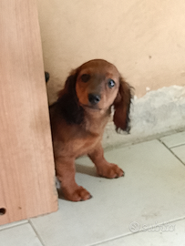 Cuccioli bassotto a pelo lungo