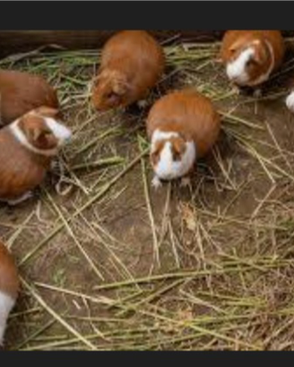 Piccoli animali