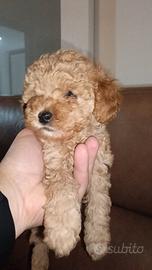 Barboncino mini toy red femminuccia DISPONIBILE