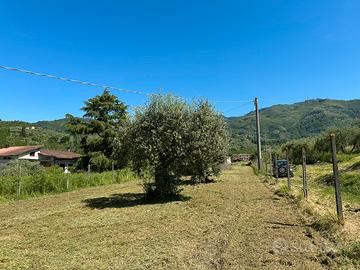 Terreno agricolo