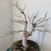 Bonsai gelso