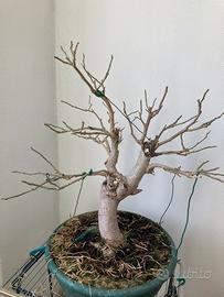 Bonsai gelso