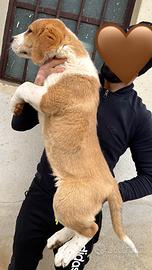 Maschio pastore Asia centrale