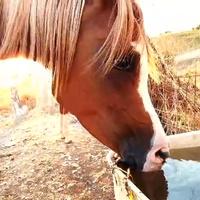 Cavalla araba gravida da Libano MPE