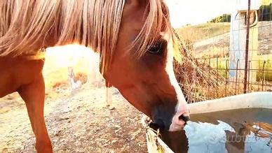 Cavalla araba gravida da Libano MPE