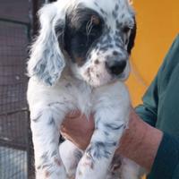 Setter Inglese cuccioli con pedigree - Linea Bassa