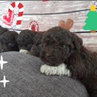 Cuccioli Lagotto romagnolo pedigree Roy Natale