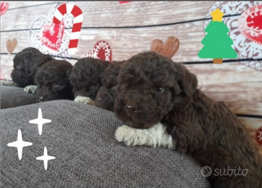 Cuccioli Lagotto romagnolo pedigree Roy Natale