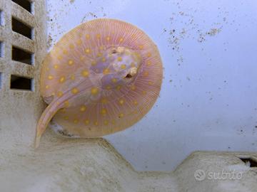 Potamotrygon White Diamond