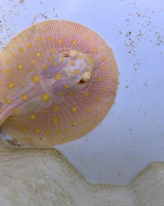 Potamotrygon White Diamond