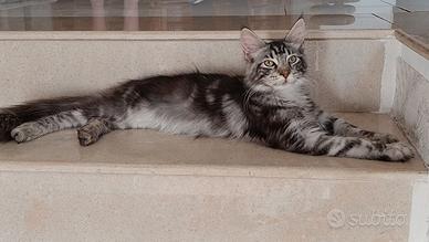 Maine Coon