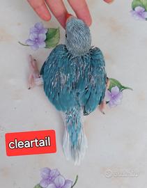 Parrocchetto dal collare cleartail