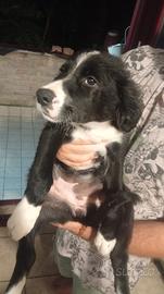 4 cucciole trovatelle per nuove famiglie ?