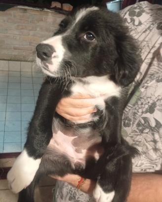4 cucciole trovatelle per nuove famiglie ?
