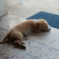Cagnolina