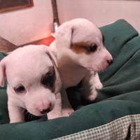 Cuccioli Jack Russell Terrier pedigree ROI