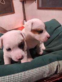 Cuccioli Jack Russell Terrier pedigree ROI