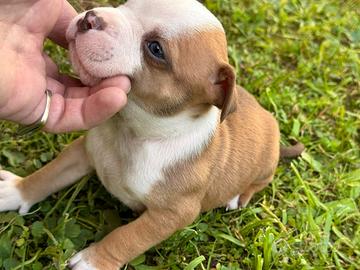 Cuccioli di american bully