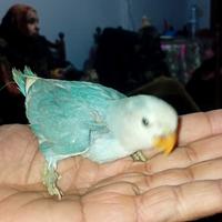 Inseparabili da allevare a mano