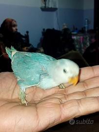 Inseparabili da allevare a mano