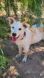 4 mesi femmina pastore tedesco mix labrador
