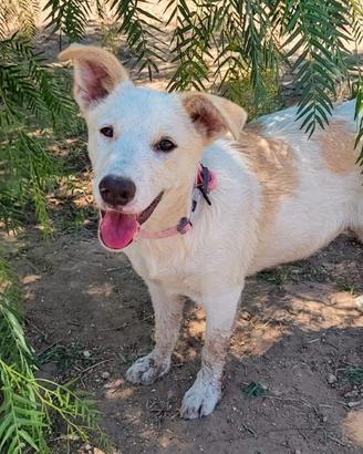 4 mesi femmina pastore tedesco mix labrador
