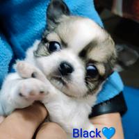 Chihuahua Pelo Lungo