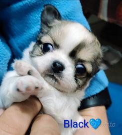 Chihuahua Pelo Lungo