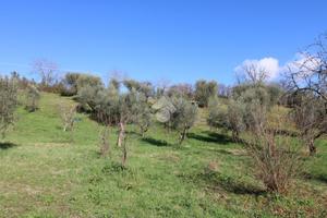 TER. AGRICOLO A MONTOPOLI DI SABINA