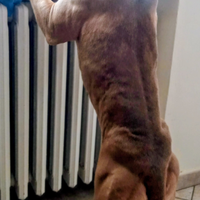 Cane American Pitbull terrier