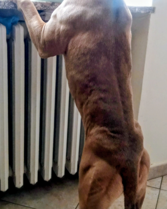 Cane American Pitbull terrier