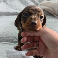 Cuccioli di bassotto nano