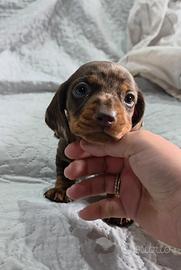 Cuccioli di bassotto nano