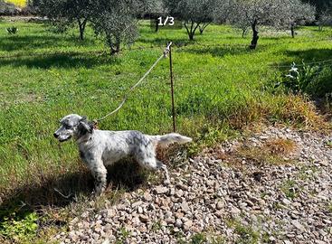 Setter inglese adozione