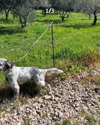 Setter inglese adozione