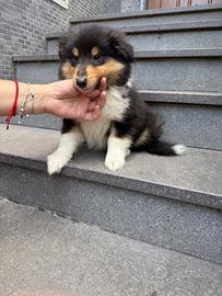 Cucciolo pastore scozzese
