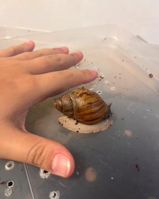 Chiocciole giganti
