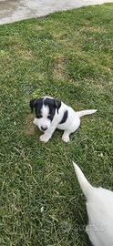 Jack russell