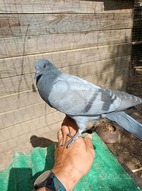 PICCIONI TERNANI da richiamo