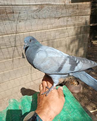 PICCIONI TERNANI da richiamo