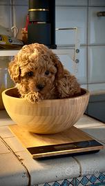 Barboncino toy maschio