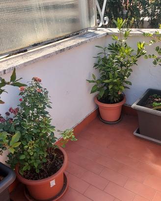 Rosa, Alloro