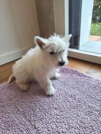 West highland White terrier