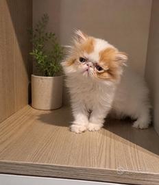 Cucciola di gatto persiano